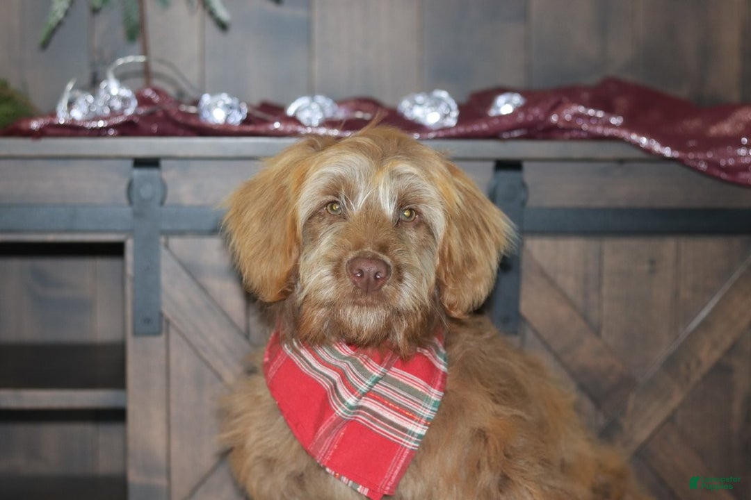 Mini Goldendoodle dogs for sale: Mini Goldendoodle Puppy 1 - Ad 1