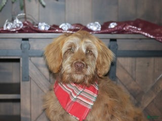 Mini Goldendoodle dogs Mini Goldendoodle Puppy 1 - Ad 23