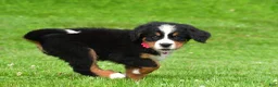 Bernese Mountain Dog dogs for sale: Nicole - Ad 15