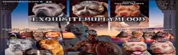 American Bully dogs for stud: Behr of NMAL Kennels  - Ad 2