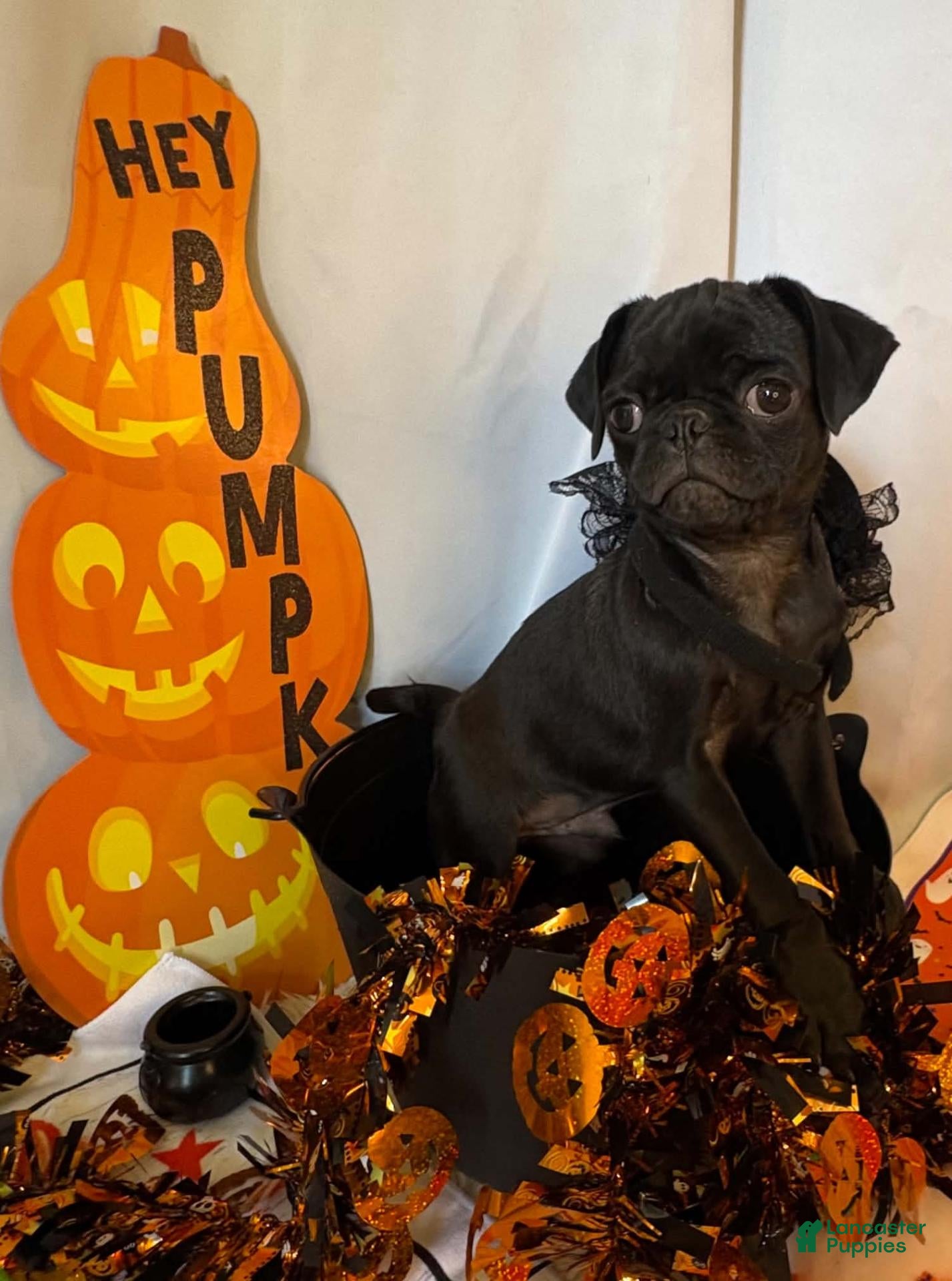 Pug dogs Mimosa - Ad 41