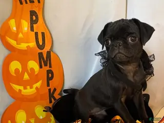 Pug dogs Mimosa - Ad 31