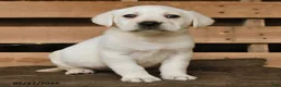 Labrador Retriever dogs for sale: Gunner - Ad 2