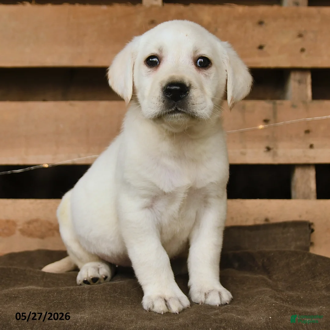 Labrador Retriever dogs for sale: Gunner - Ad 2