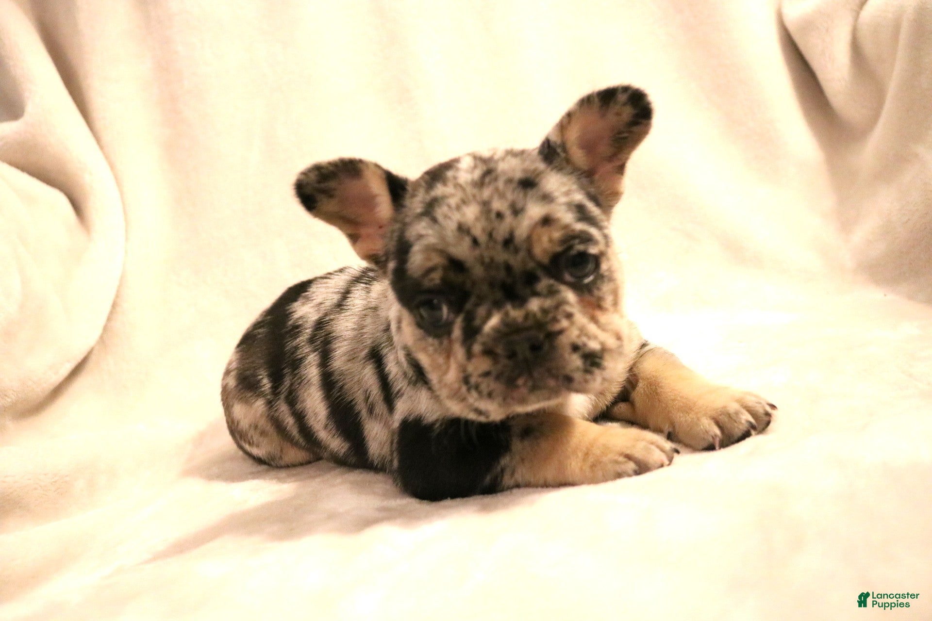 French Bulldog dogs for sale: Winnie - Ad 4