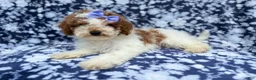 Miniature Poodle dogs for sale: Charlotte - Ad 7