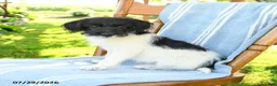 Mixed Breed dogs for sale: Rayna - Ad 1