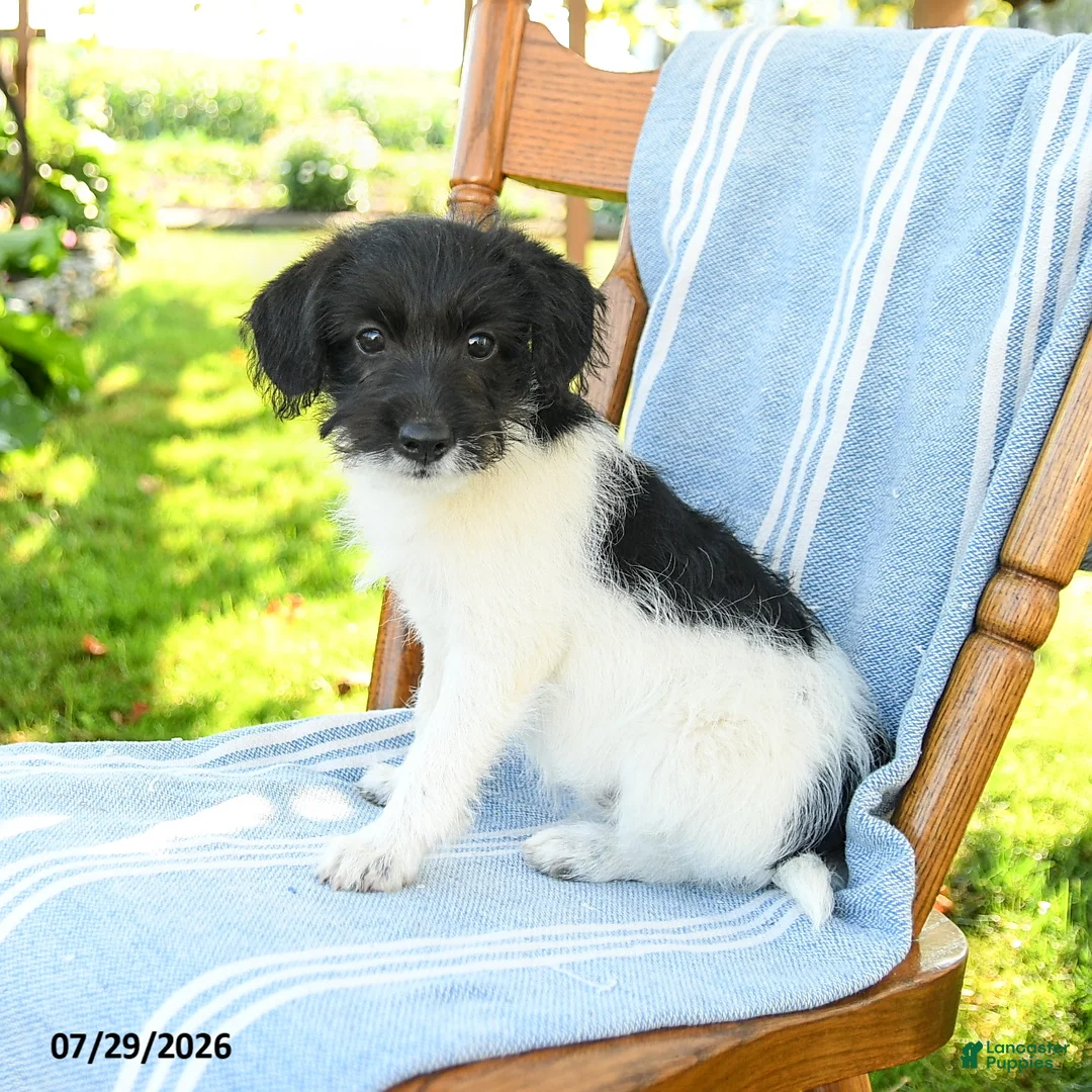Mixed Breed dogs for sale: Rayna - Ad 1