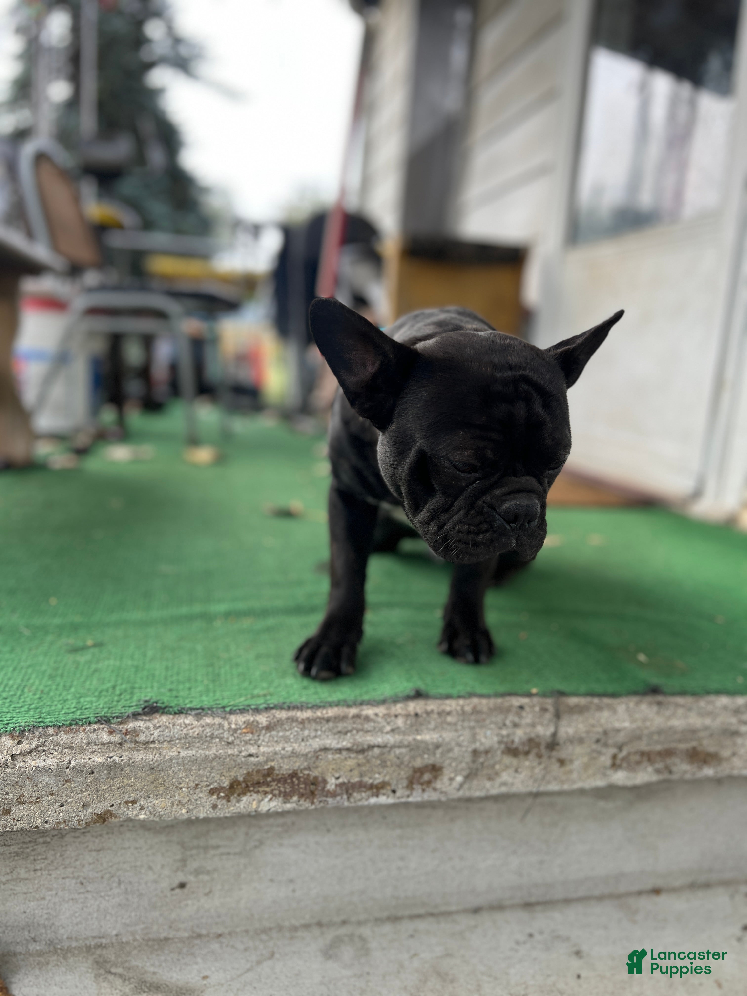 Mixed Breed dogs Batman - Ad 2