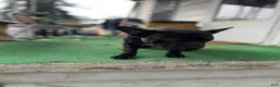 Mixed Breed dogs for sale: Batman - Ad 2