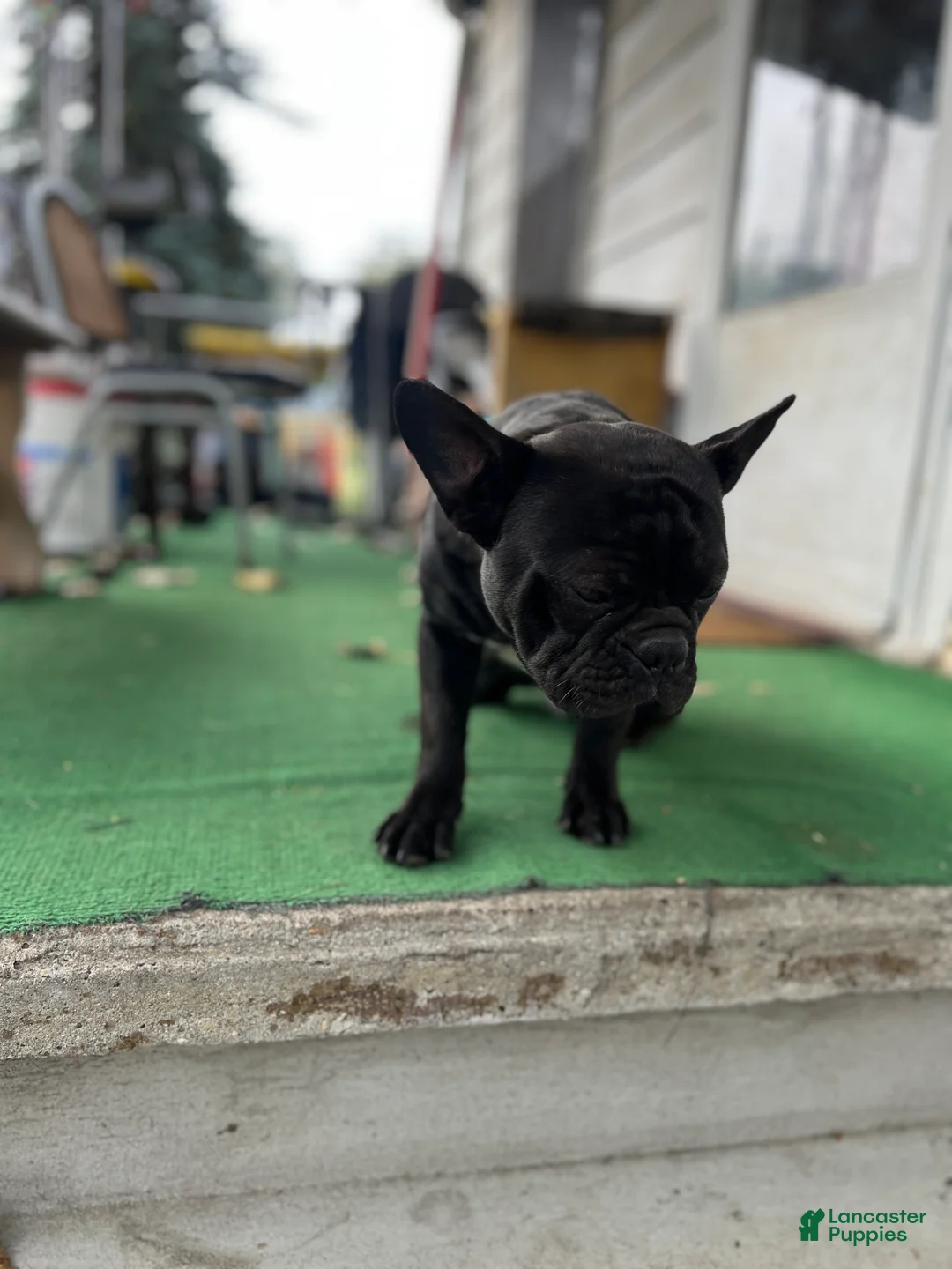 Mixed Breed dogs for sale: Batman - Ad 2