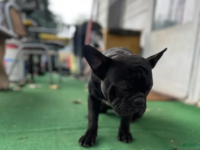 Mixed Breed dogs for sale: Batman - Ad 2