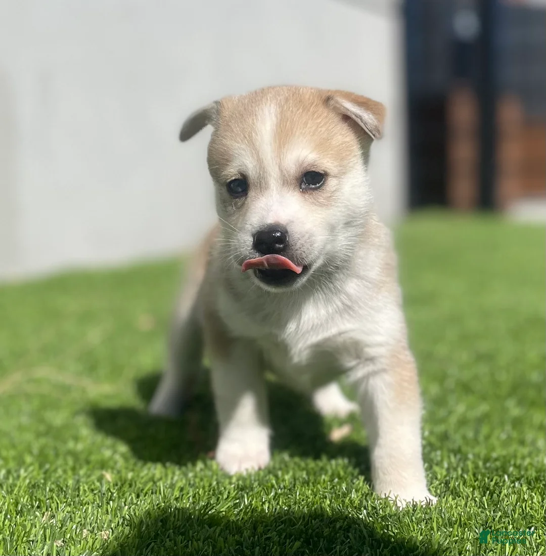 Alaskan Klee Kai dogs for sale: Rhaella - Ad 2