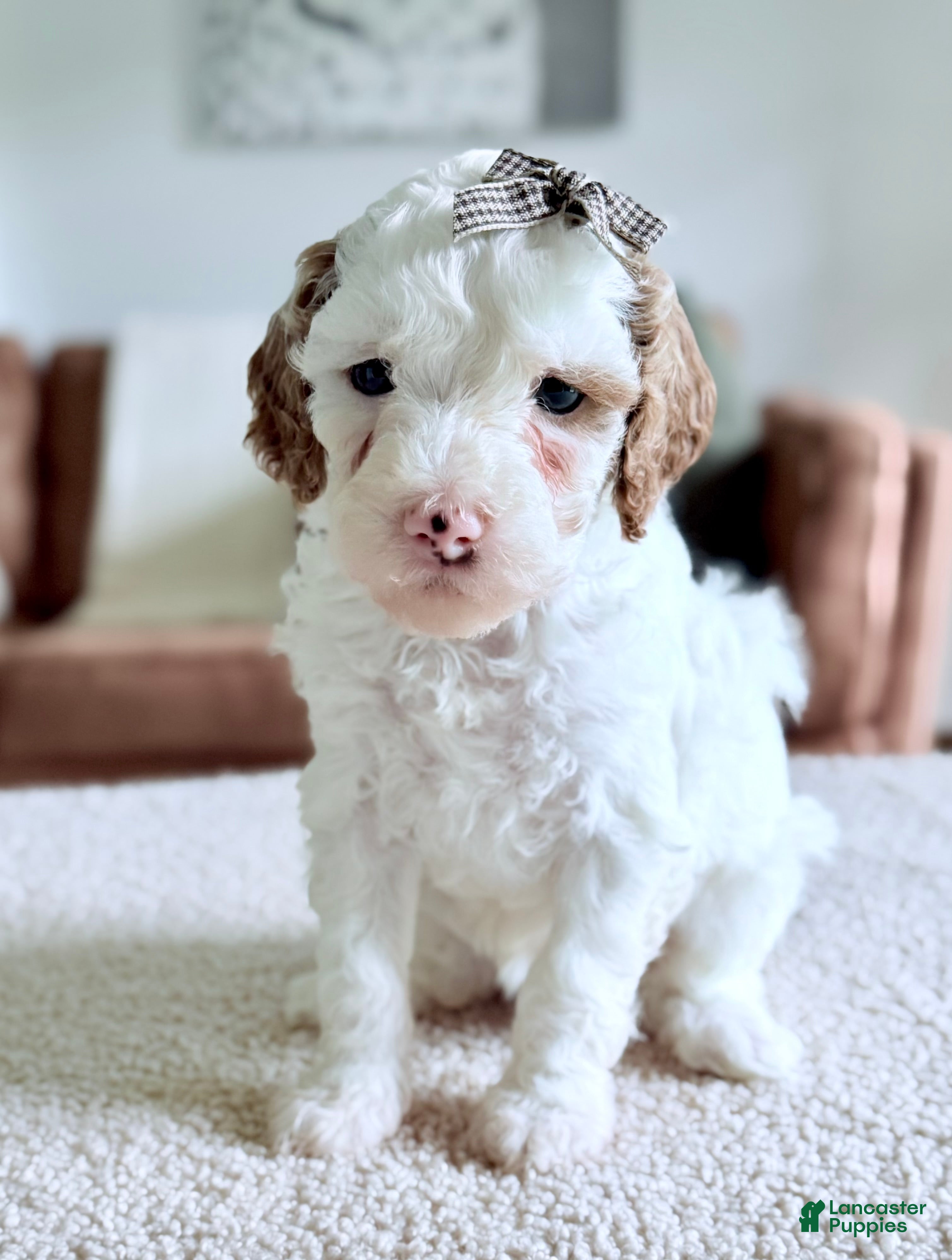 Mini Goldendoodle dogs Marshmallow-petite  - Ad 2