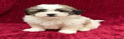 Teddy Bear dogs for sale: Nigel - Ad 4