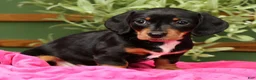 Miniature Dachshund dogs for sale: Jenny - Ad 5