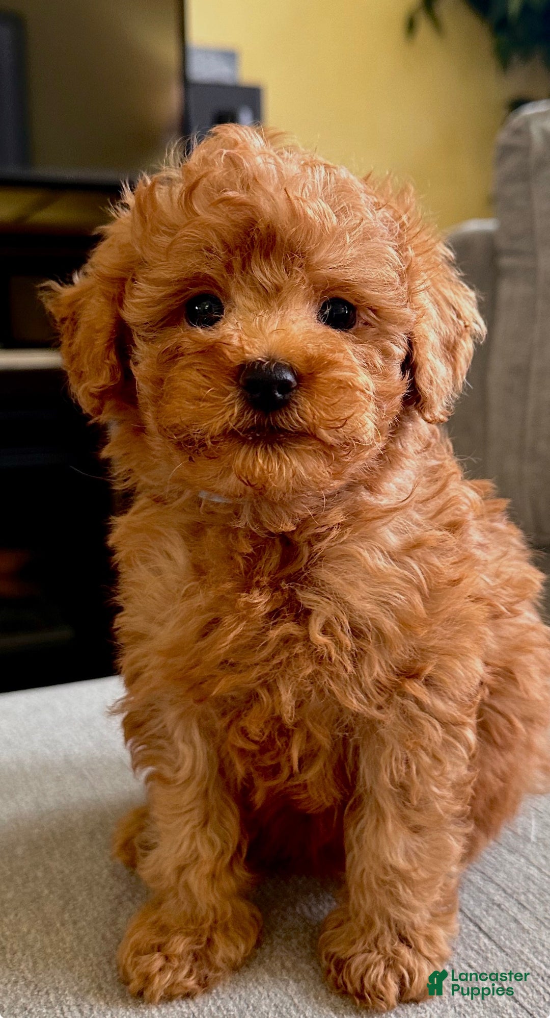 Toy Poodle dogs for sale: Toy Poodle Puppy 2 - Ad 5