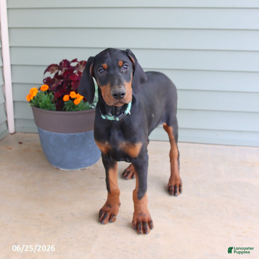 Doberman Pinscher dogs Wrangler - Ad 2