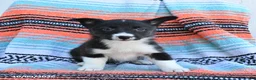 Mixed Breed dogs for sale: Roxie - Ad 3