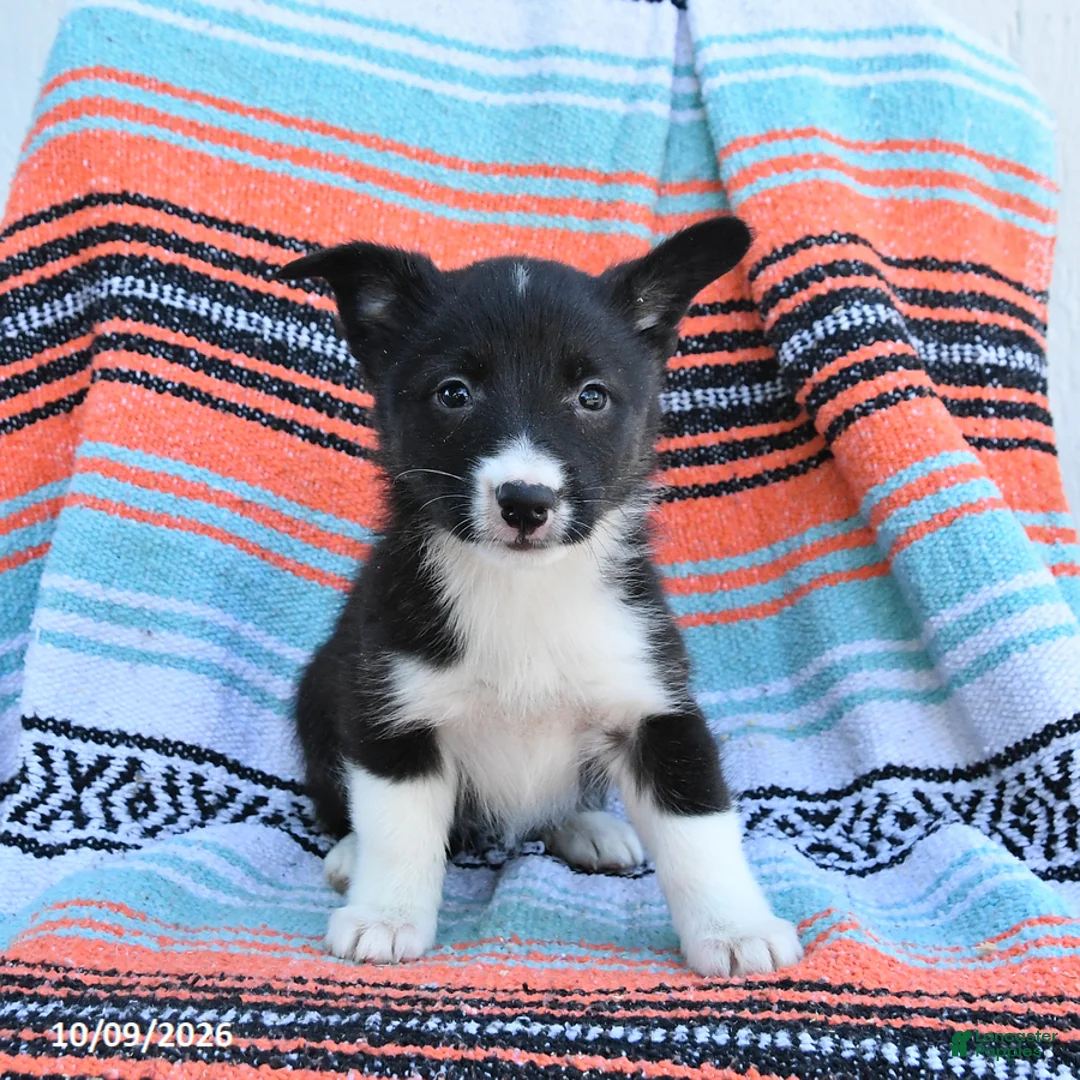 Mixed Breed dogs for sale: Roxie - Ad 3