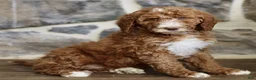 Goldendoodle dogs for sale: Joy  - Ad 2