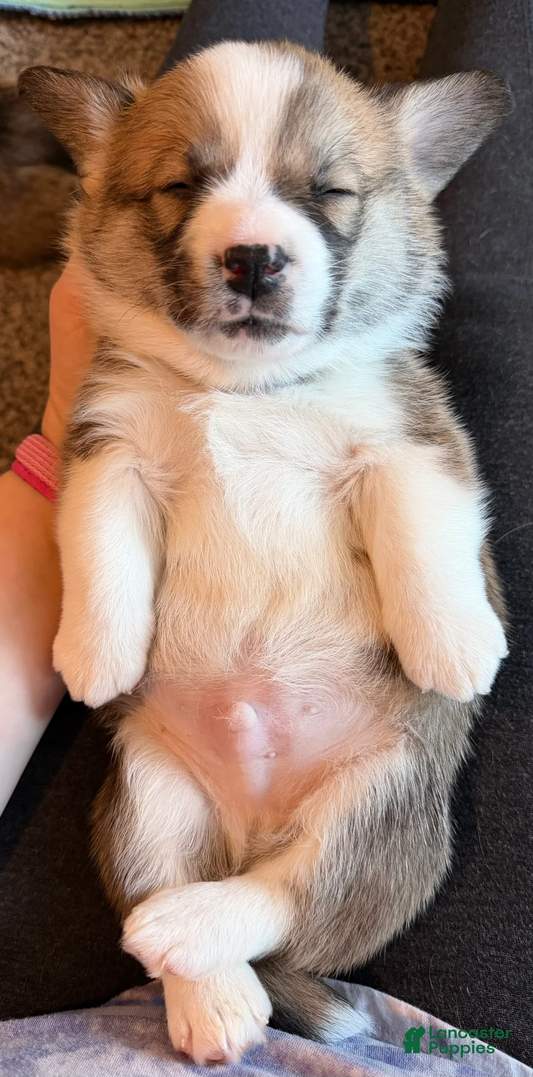 Welsh Corgi Pembroke dogs for sale: Corgi, blue - Ad 3