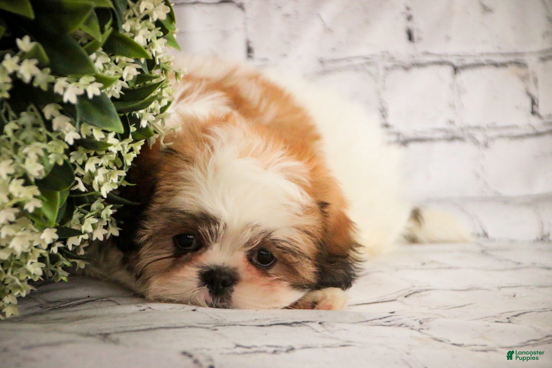 Shih Tzu dogs for sale: Bud - Ad 2