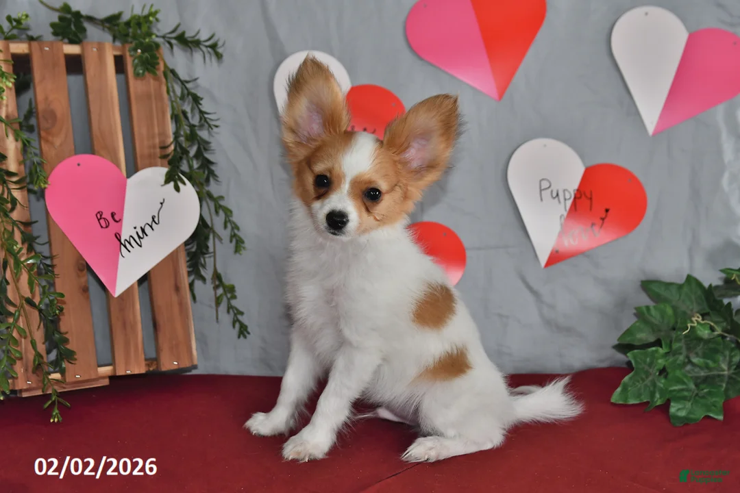 Papillon dogs for sale: Nobel - Ad 10
