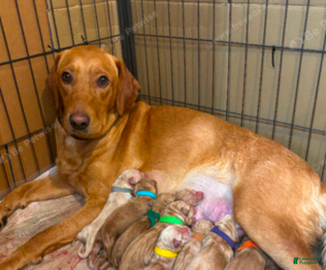 Golden Retriever dogs for sale: Golden Retriever Puppy 4 - Ad 2