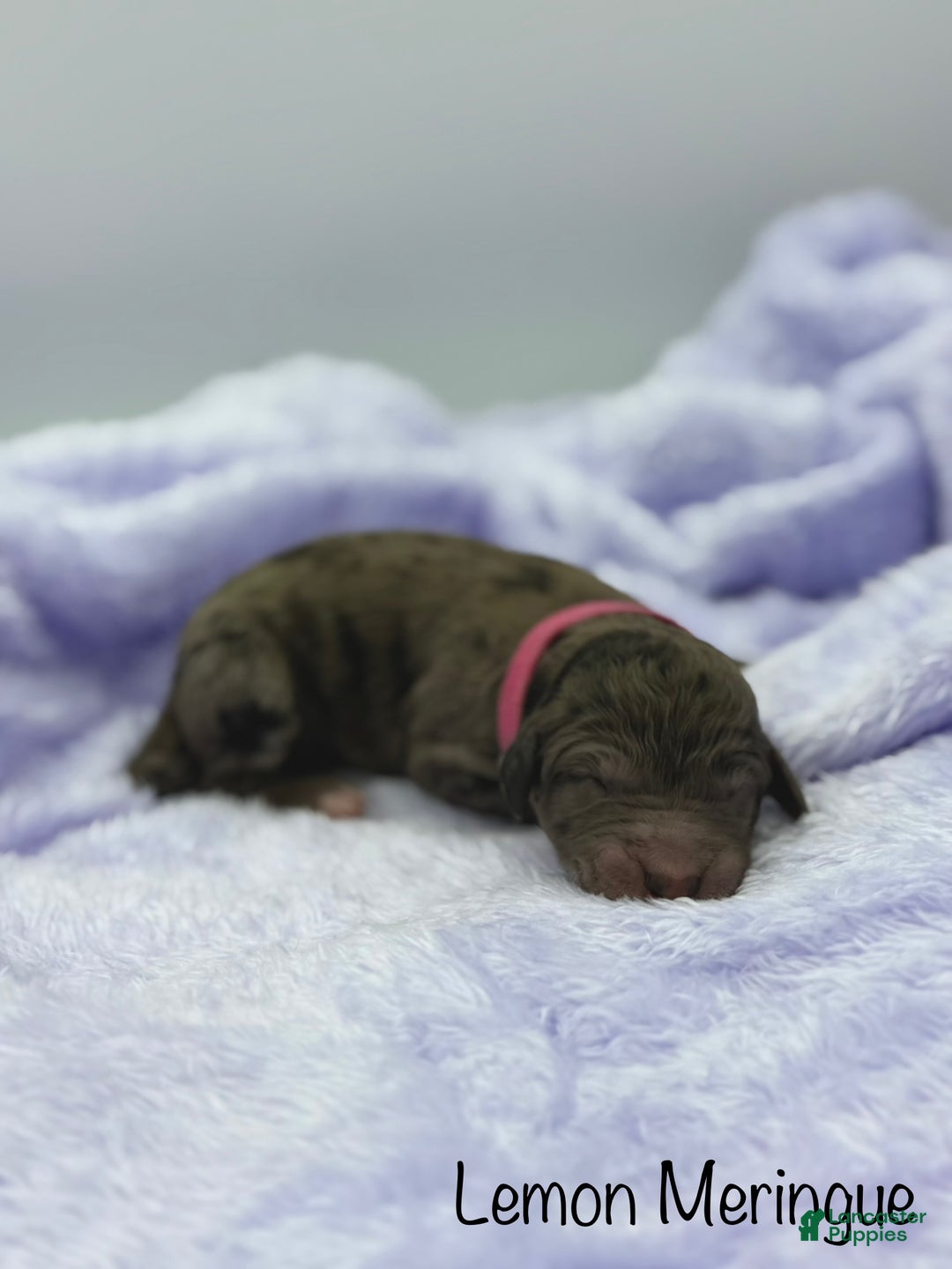 Sheepadoodle dogs for sale: Lemon Meringue - Ad 3