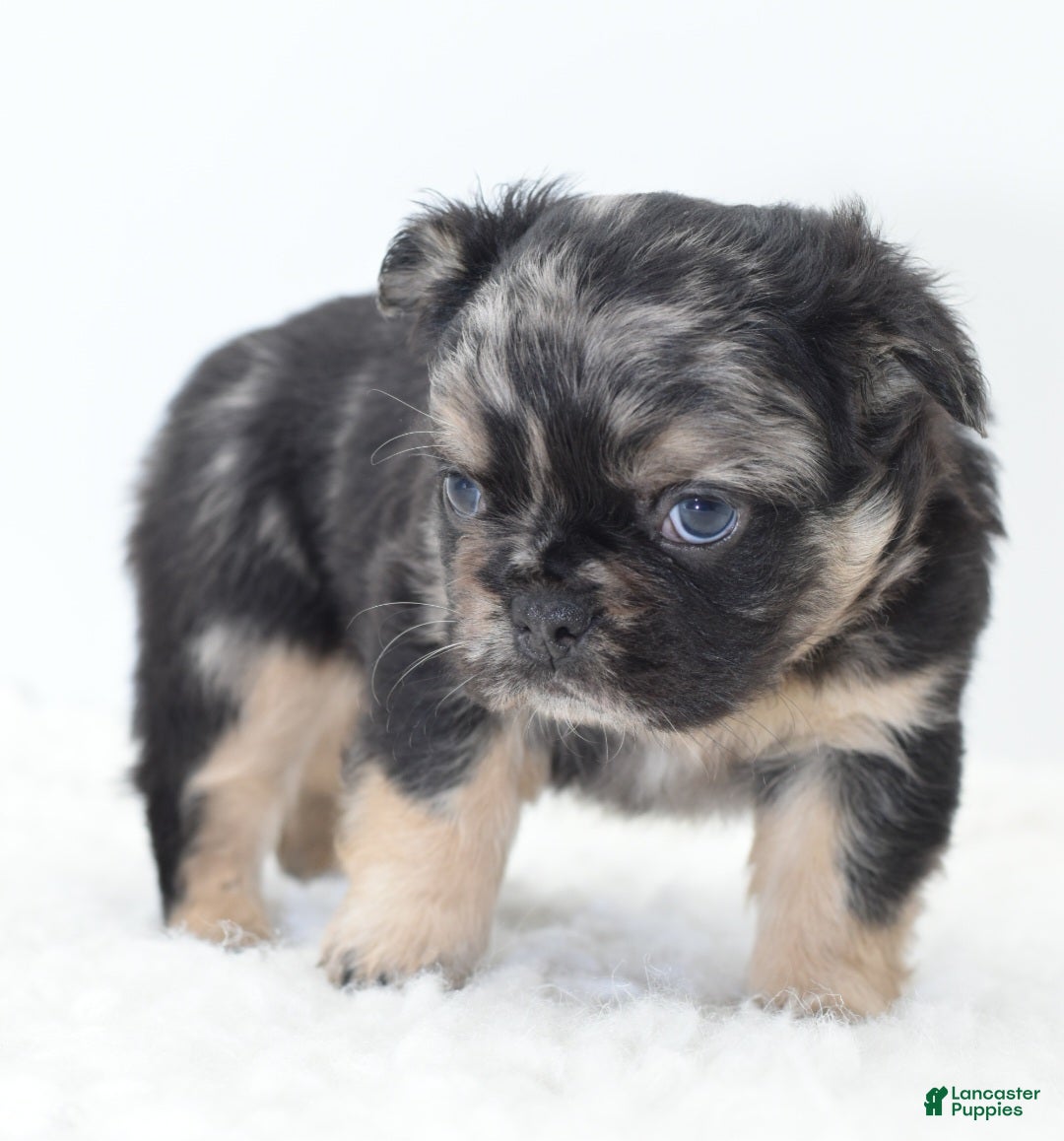 Mixed Breed dogs for sale: Chuck chocolate tri-color fluffy  - Ad 12