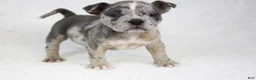 American Bully dogs for sale: Blue Brindle Merle Female - Ad 4