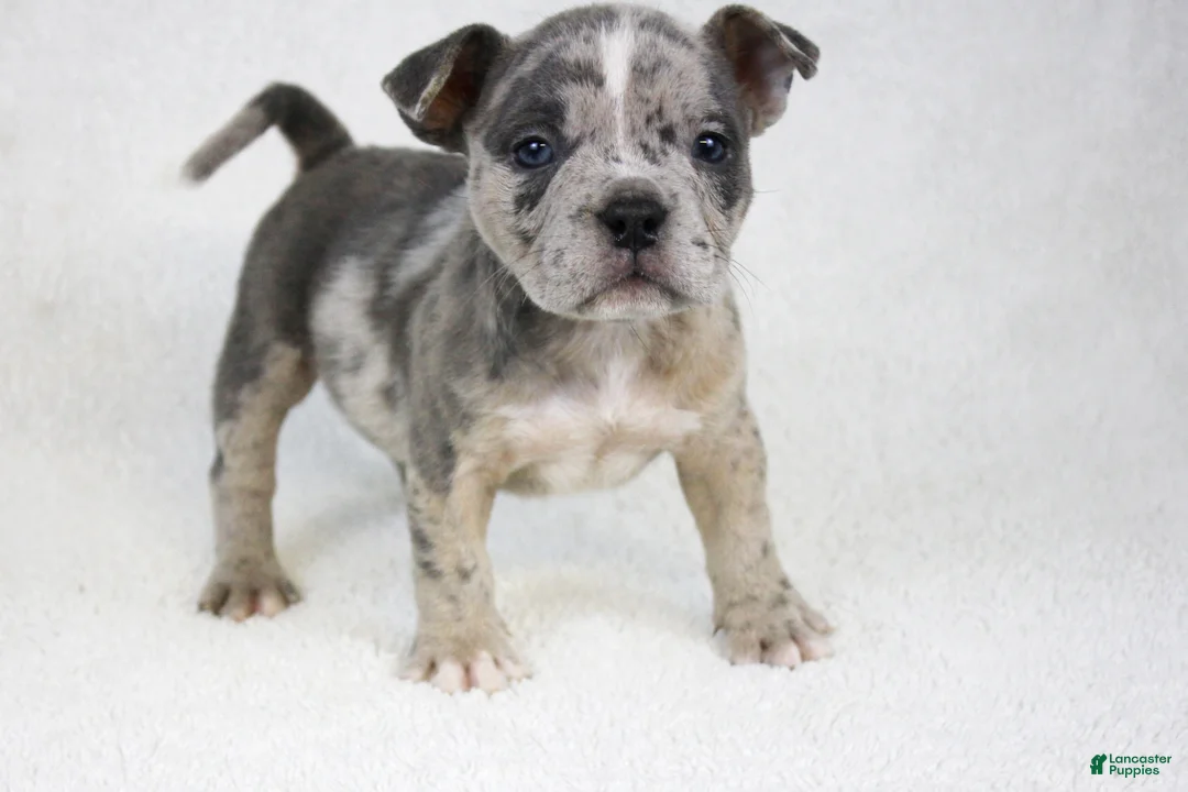 American Bully dogs for sale: Blue Brindle Merle Female - Ad 4