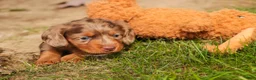 Miniature Dachshund dogs for sale: Macintosh Miniature Dachshund  - Ad 2