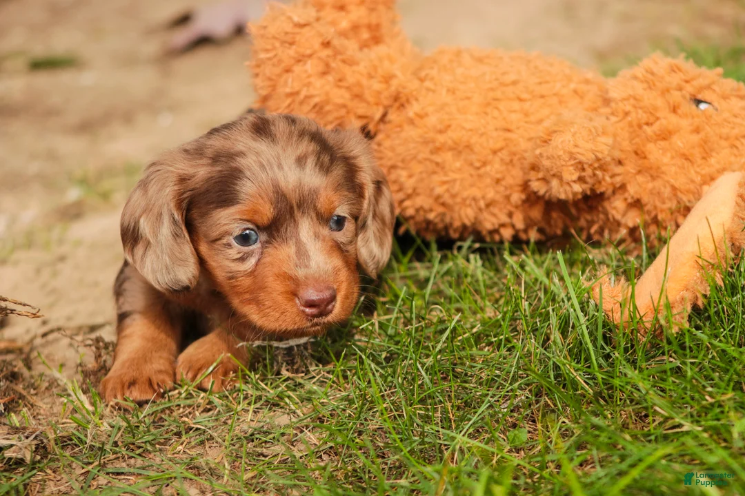Miniature Dachshund dogs for sale: Macintosh Miniature Dachshund  - Ad 2