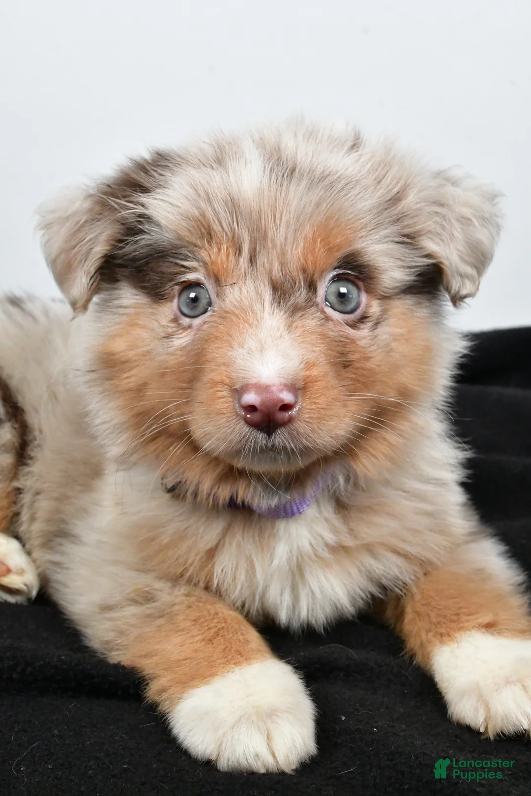 Miniature Australian Shepherd dogs for sale: Luna - Ad 6