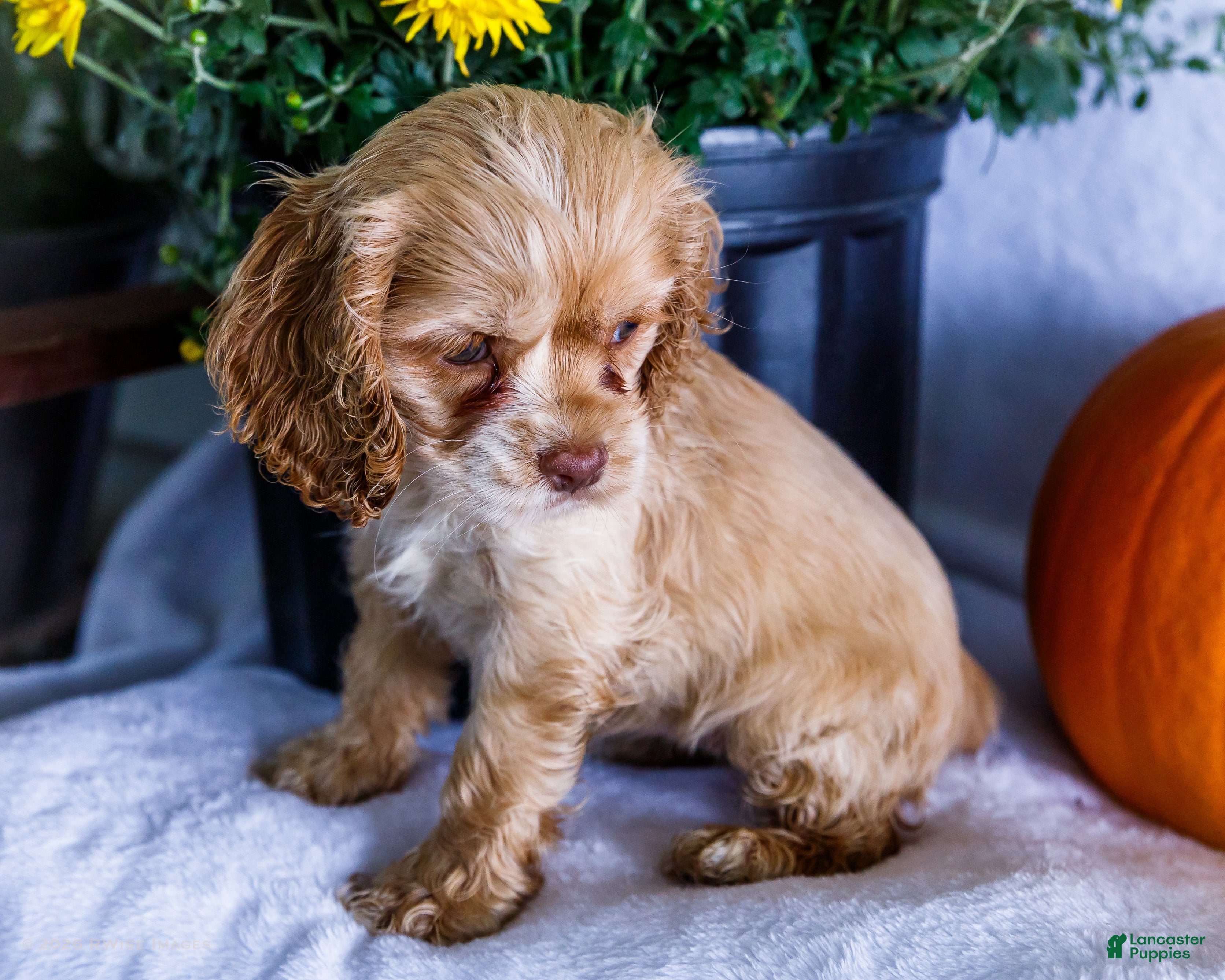 Cocker Spaniel dogs Daisy - Ad 1