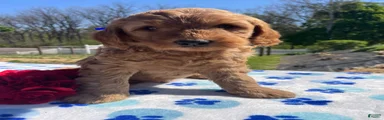 Chewy