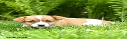 Mixed Breed dogs for sale: Desmond - Ad 2