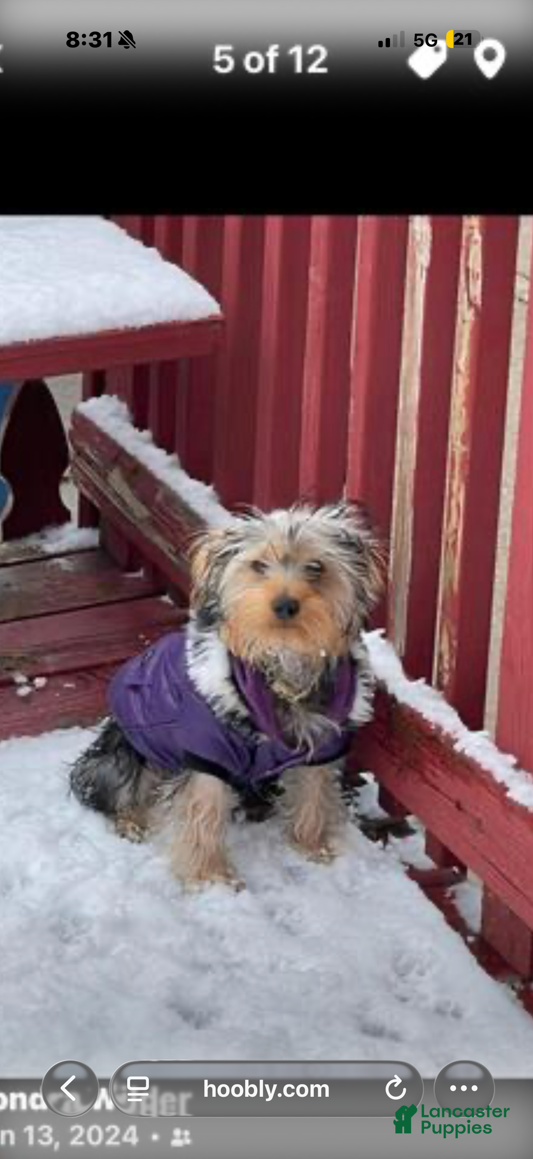 Yorkshire Terrier dogs for sale: Yorkshire Terrier Puppy 1 - Ad 2