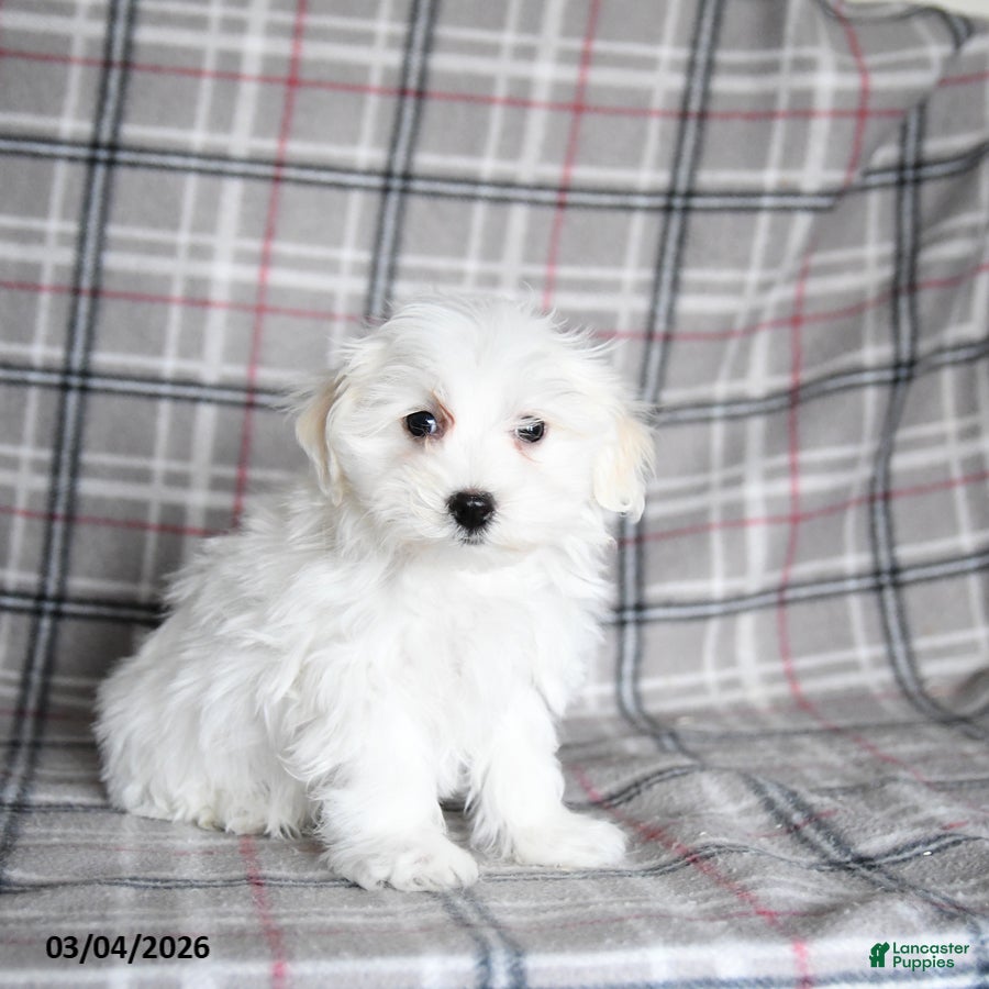 Maltese dogs Frost  - Ad 2