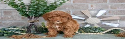 Mini Goldendoodle dogs for sale: Tulip - Ad 3