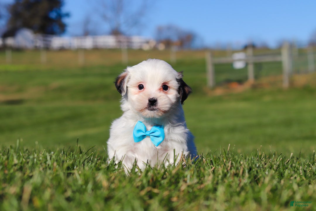 Shihpoo dogs for sale: Leo - Ad 1