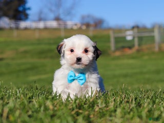Shihpoo dogs Leo - Ad 27