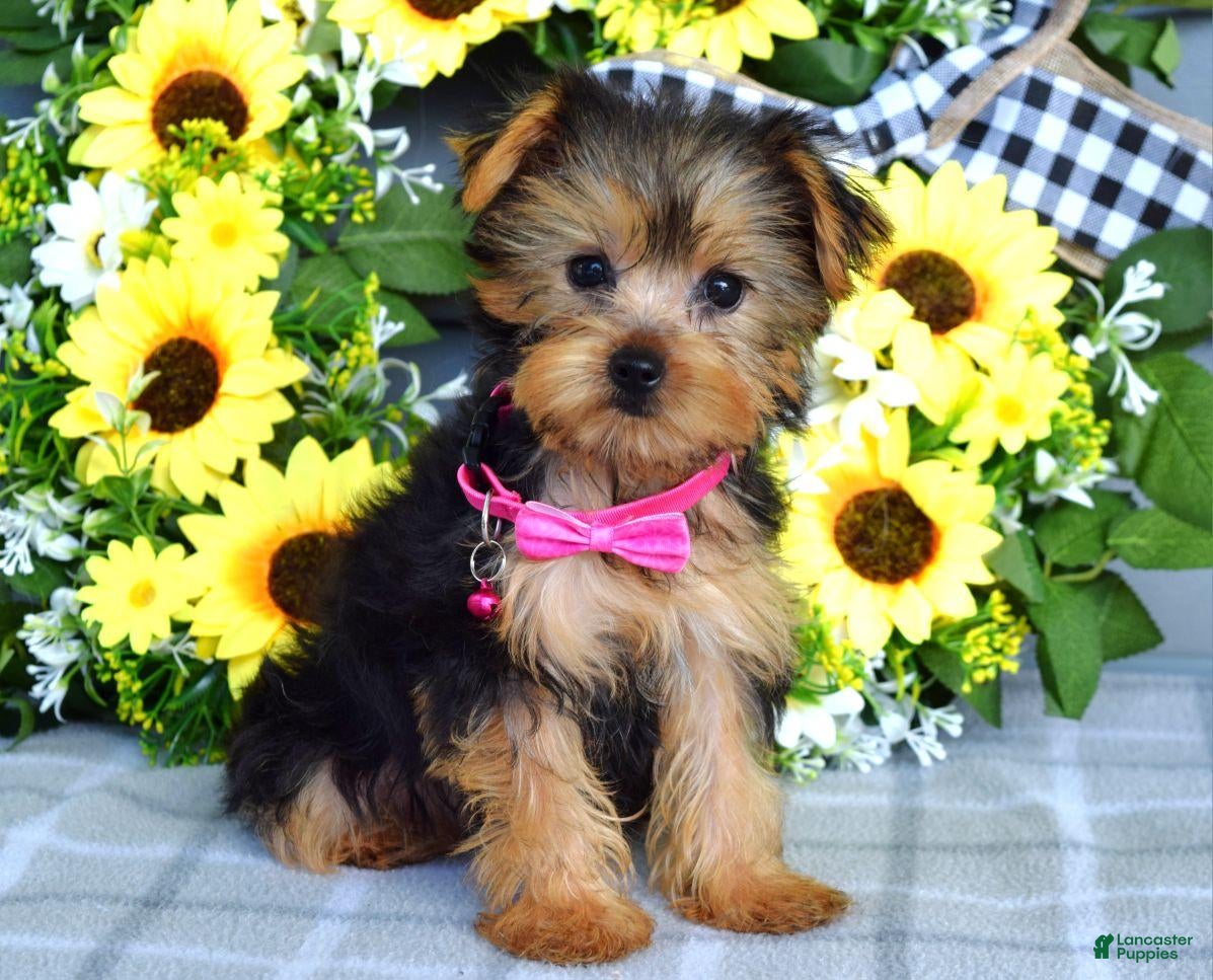 Yorkshire Terrier dogs for sale: Ava - Ad 3