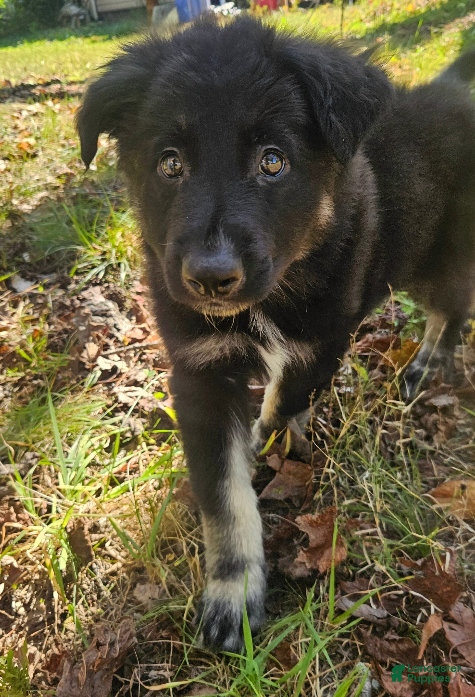 German Shepherd dogs for sale: German Shepherd 2 - Ad 1