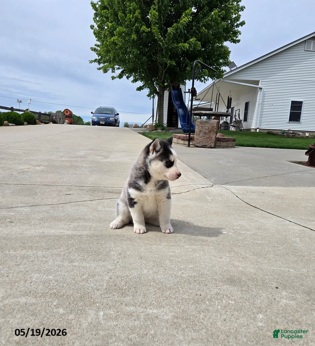 Pomsky dogs for sale: Jackie - Ad 3