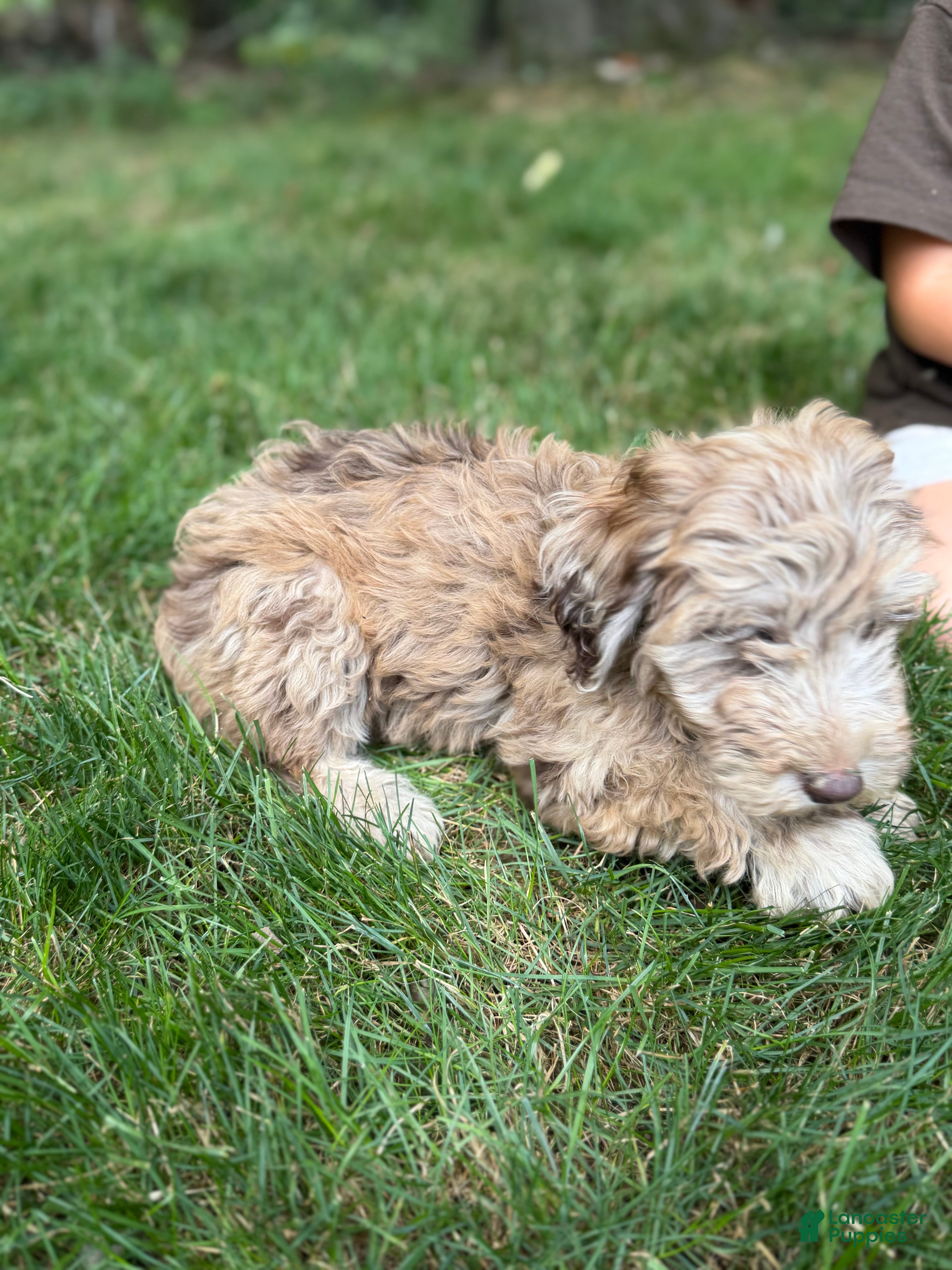 Mini Goldendoodle dogs Mini Goldendoodle 8 - Ad 2