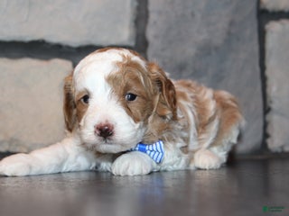 Mini Goldendoodle dogs for sale: Griffy-Mini - Ad 4