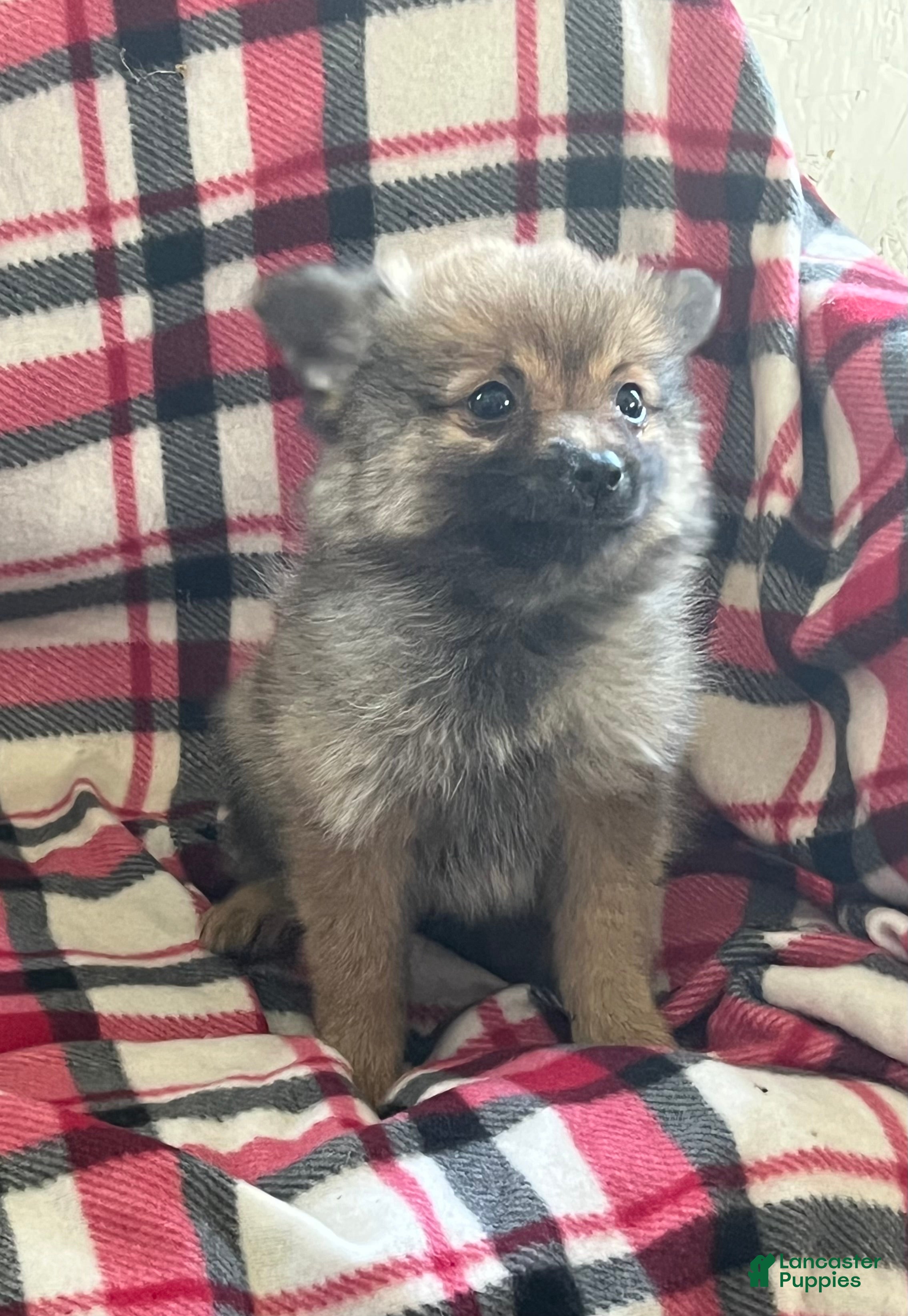Pomeranian dogs Marlene - Ad 2